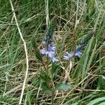 Veronica prostrata Flower