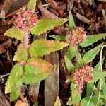 Euphorbia ophthalmica Flower