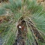 Ephedra intermedia Blad