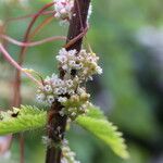 Cuscuta europaea 花