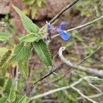 Salvia cuspidata Leaf