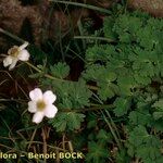 Callianthemum coriandrifolium Habit