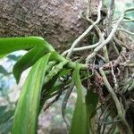 Tuberolabium papuanum Habit