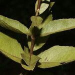 Ayapana amygdalina Leaf