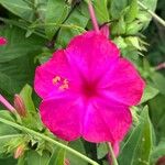 Mirabilis jalapaBlomma