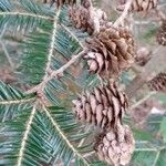 Tsuga canadensis Fruit