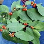 Lonicera maackii Feuille