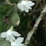 Angraecum aporoides Blomma