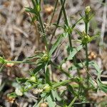 Linum nodiflorum Fruit