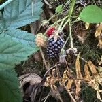 Rubus ursinus 果實
