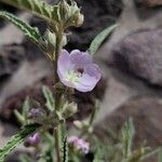 Sphaeralcea angustifolia Flor