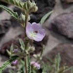 Sphaeralcea angustifolia 花