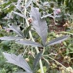 Althaea cannabina Folla