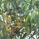 Eucalyptus gomphocephala Fruit