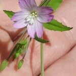 Epilobium montanumFlower