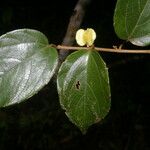 Gouania hypoglauca Blüte