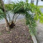 Cycas debaoensis Συνήθη χαρακτηριστικά