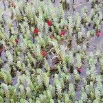 Myriophyllum aquaticum Feuille