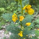 Chamaecrista fasciculata Fleur