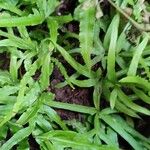 Pteris cretica Blatt