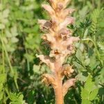 Orobanche alsatica Habitus