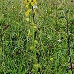 Agrimonia eupatoriaŽiedas