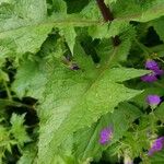 Lactuca alpina Blad