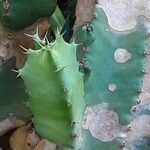 Euphorbia resinifera Bark