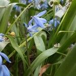 Scilla sibericaFlower