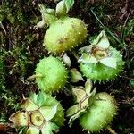 Rosa villosa Fruit