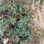 Euphorbia amygdaloides Plante entière