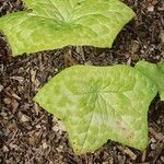 Podophyllum cv. 'Kaleidoscope' Folha