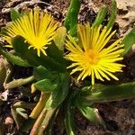 Glottiphyllum longum Çiçek