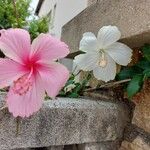 Hibiscus moscheutosŽiedas