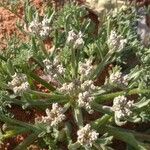 Daucus sahariensis Blüte