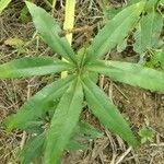 Helminthostachys zeylanica Leaf