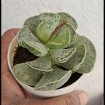 Adromischus cooperi Leaf