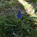 Muscari neglectumFlor