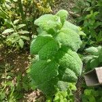 Mentha × villosa Hoja