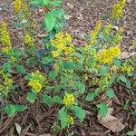 Solidago flexicaulis ശീലം