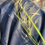 Oloptum miliaceum 花