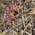 Verbena brasiliensis ফুল