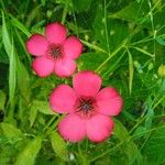 Linum grandiflorum Floro