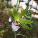 Eulophia euglossa Flower