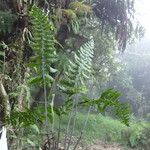 Asplenium inaequilaterale Hábito