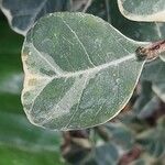 Ficus natalensis Leaf