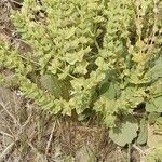 Salvia spinosa Fruto
