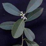 Ilex affinis Blomma