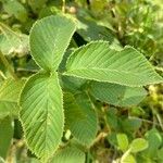 Rubus urticifolius Leaf