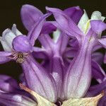 Dichelostemma multiflorum 花